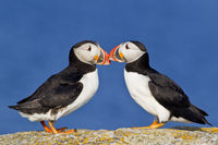 Atlantic puffins