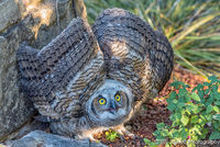 Baby Great Horned Owl