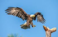 Bald Eagle