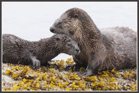 River Otters