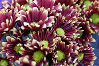 Flower Closeup 2