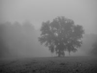 Misty Morning