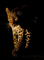 Leopard; Into The Light
