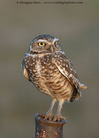 Burrowing Owl