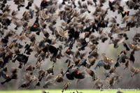 Blackbirds