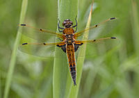 4 Spotted Chaser