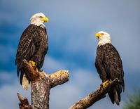 Bald Eagle pair