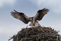 Ospreys...