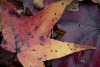 Fall of Leaves