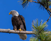 Lake CDA Eagle