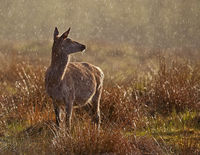 Red Deer hind in rain