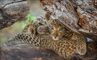 Leopard Cubs - Botswana