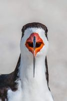 Black Skimmer
