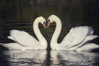 Swans