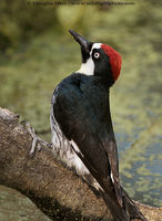 Acorn Woodpecker