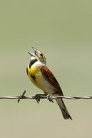 Dicksissle sings