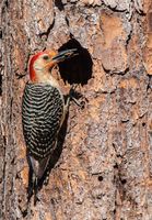 Red bellied Woodpecker