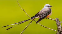 Scissortail Flycatcher