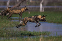 Wild Dog; Leap Of Faith