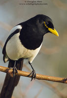 Yellow-billed Magpie