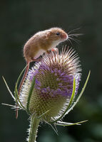 Backlit Harvest mouse
