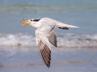Tern