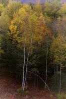 Landscapes...