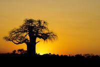 Baobad at sunset