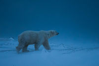 Polar Bear: Storm Clouds