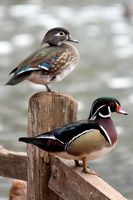 Mr and Mrs Wood Duck