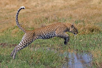 Leopard jumping stream