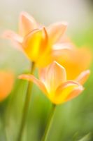 Tulip