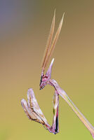 Conehead mantis