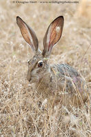 Black-tailed Hare