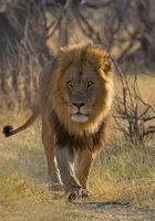Lion on patrol
