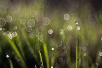 Soap Bubble Bokeh