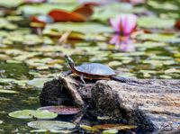 Reinstein Woods