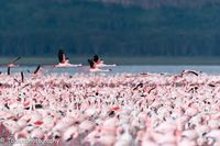 Lake Nakuru, Kenia