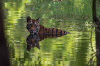 Tiger; Cool Reflections