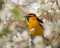 Bullock's Oriole