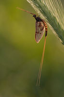 Mayfly