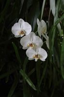 White Orchid