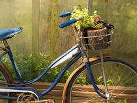 Old Bike