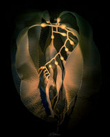 Art of Kelp IV