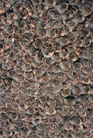Common bent-wing bat