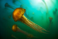Dancing Medusae II