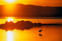 Flamingo at sunset