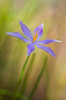 Celestial Lily2