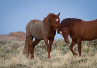 Wild Mustangs