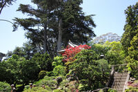 Japanese Tea Garden, San Francisco